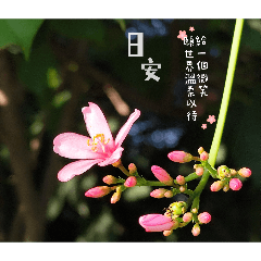 問候圖-安安喔