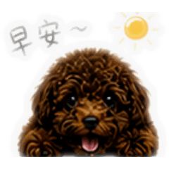 小貴賓milu
