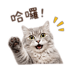 桔梗表情包