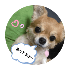 cho_20260513231318