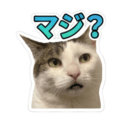 Shimashimame_20260513234335