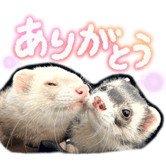 MikA_ferret