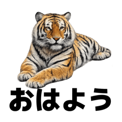 Real Tiger Mood