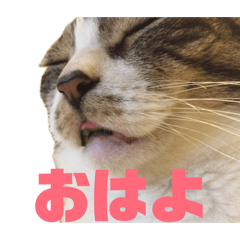 akasa_20260514022936