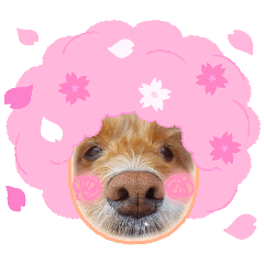 Machacino