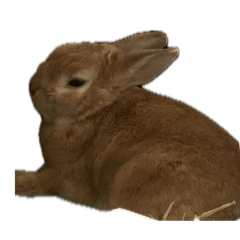 mugityoko_20260514093927