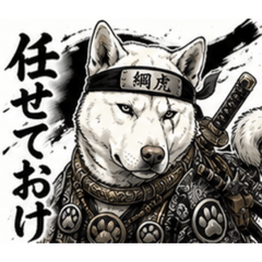 KENYUAN - KENNEL OF KISHU DOGS_TUNATORA