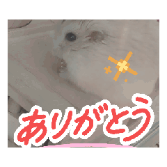 ichimochi_20260518073116