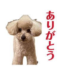 shio_20260514111641