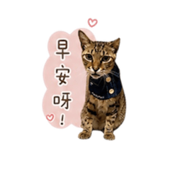 小貓咪小咪