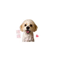 小豬妹與摸摸