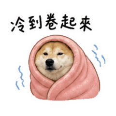 柴犬BonBonYumi