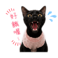 Chen的貓派對