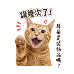 貓貓Money專屬