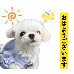 PURI shira_20260514121726