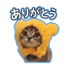 Chiifuku_20260514124050