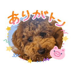 momo_20260514124645