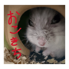 HARUKITI_20260514125245