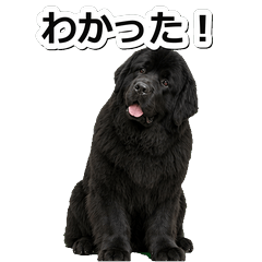 紐芬蘭犬問候 1◎