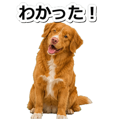 新斯科舍誘鴨犬問候 1※