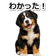 小伯恩山犬問候 1♪