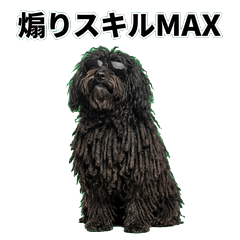 波利犬毒舌 1＋