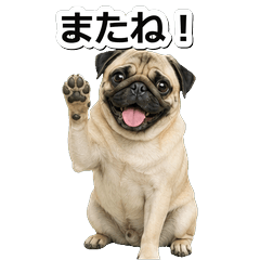 巴哥犬問候 1☆