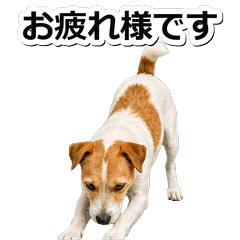 帕森羅素㹴犬問候 1♡