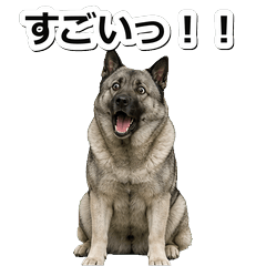 挪威獵犬問候 1◇