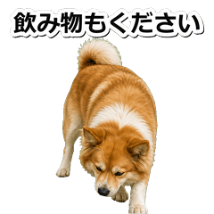 冰島牧羊犬真心 1!☆