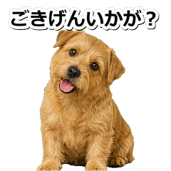 諾福克㹴犬問候 1♫