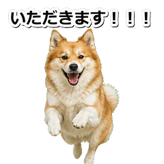 冰島牧羊犬真心 1★