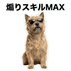 凱恩㹴犬毒舌 1※