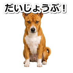 巴辛吉犬問候 1＋