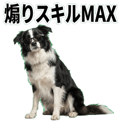 邊境牧羊犬毒舌 1♪