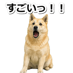 挪威布哈犬問候 1◆