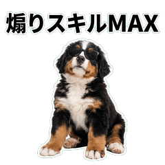 小伯恩山犬毒舌 1◆