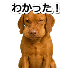 維茲拉犬問候 1♡