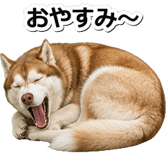 紅色哈士奇犬問候 1＋