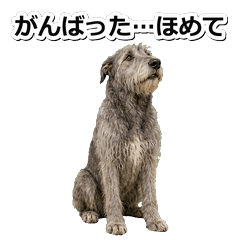 愛爾蘭獵狼犬真心 1♡