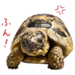 waji_20260512174443