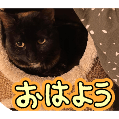 Tortoiseshell cat Sofi