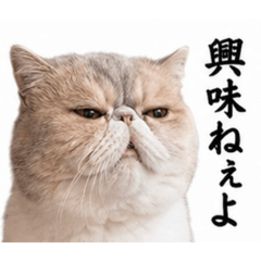 takenoko_20260512190238