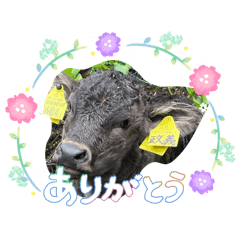 Daizu&Ushi