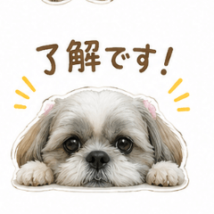 pokima_20260512194501