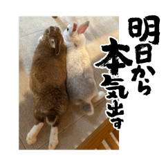 usagi_20260514101815