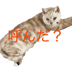 hoshi_20260514131348