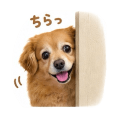 yume_20260514131352