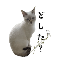 kaorint._20260512215538