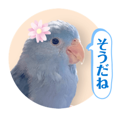 riru_20260512213505